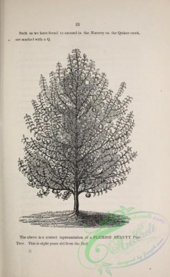 botanical-20942 - black-and-white 265-Pear Tree