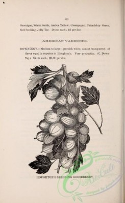 botanical-20944 - black-and-white 267-Gooseberry
