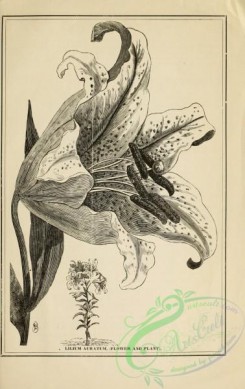 botanical-20946 - black-and-white 269-Lilium Auratum