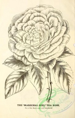 botanical-20947 - black-and-white 270-Rose