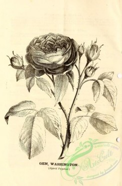 botanical-20948 - black-and-white 271-Rose