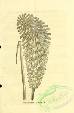 botanical-20949 - black-and-white 272-Tritoma Uvaria