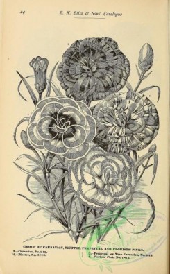 botanical-21032 - black-and-white 090-Carnation