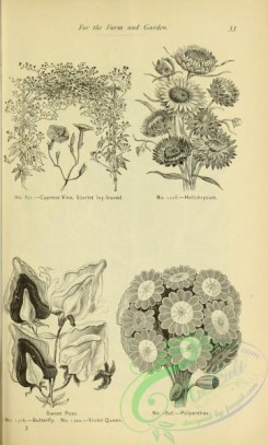 botanical-21036 - black-and-white 094-Sweet Peas, Polyanthus