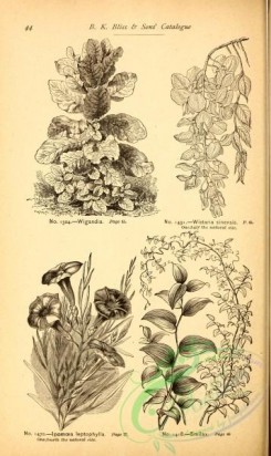 botanical-21092 - black-and-white 174-Ipomoea, Smilax, Wigandia