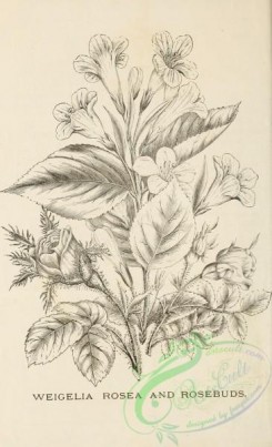 botanical-21131 - black-and-white 213-Weigelia rosea