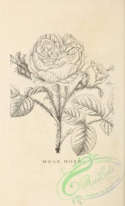 botanical-21132 - black-and-white 214-Moss Rose