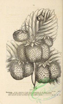 botanical-21133 - black-and-white 215-Strawberry