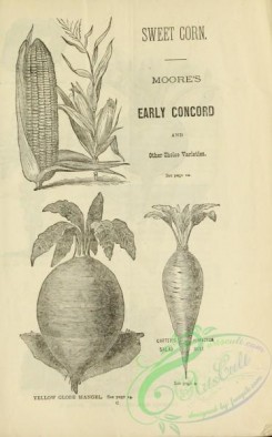 botanical-21159 - black-and-white 265-Corn, Beet