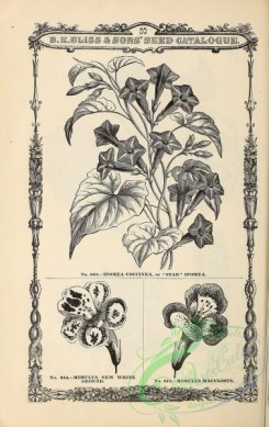 botanical-21179 - black-and-white 013-Ipomoea