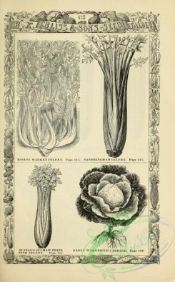 botanical-21188 - black-and-white 032-Lettuce, Cabbage