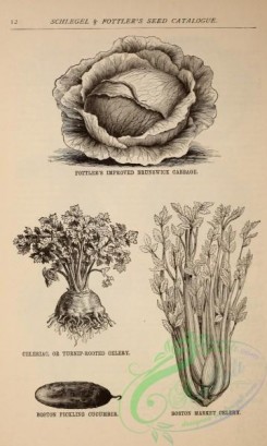 botanical-21244 - black-and-white 092-Cabbage, Celery