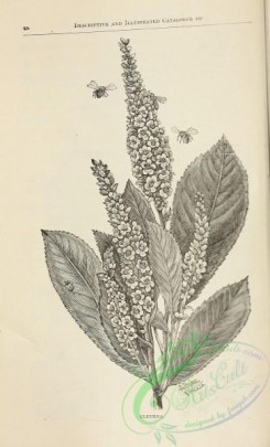 botanical-21412 - black-and-white 049-Clethra