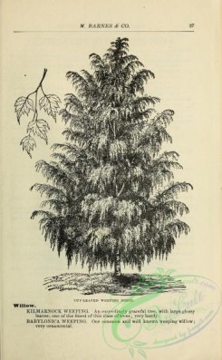 botanical-21450 - black-and-white 092-Birch Tree