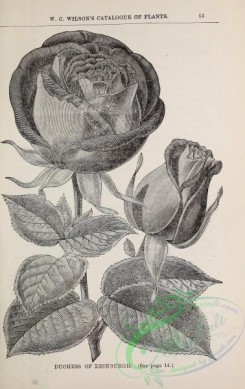 botanical-21530 - black-and-white 196-Rose