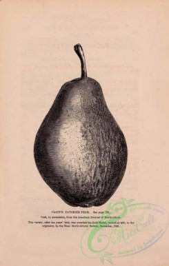 botanical-21679 - black-and-white 092-Pear