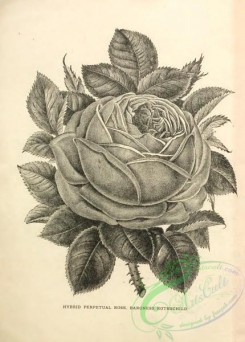 botanical-21681 - black-and-white 094-Roses