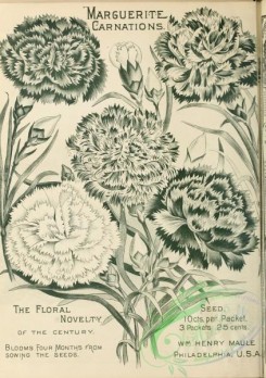botanical-21724 - black-and-white 143-Carnation