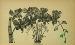 botanical-21744 - black-and-white 164-dendrobium superbiens