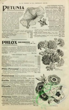 botanical-21837 - black-and-white 073-Phlox