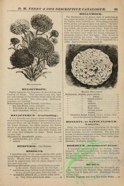 botanical-21967 - black-and-white 094-Helichrysum, Hollyhock