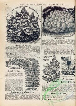 botanical-22065 - black-and-white 049-antirrhinum, alyssum, argemone, ambrosia