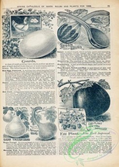 botanical-22108 - black-and-white 094-Egg-plant, Gourds