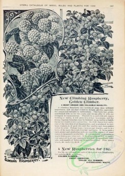 botanical-22159 - black-and-white 149-Raspberry