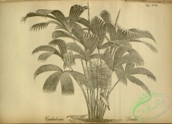 botanical-22364 - black-and-white 032-carludovica drudei