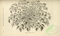 botanical-22384 - black-and-white 032-panax victoriae