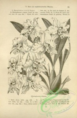 botanical-22415 - black-and-white 032-odontoglossum crispum