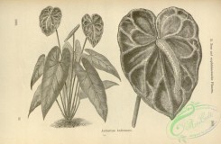 botanical-22429 - black-and-white 049-anthurium andreanum