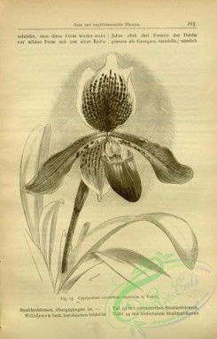 botanical-22440 - black-and-white 032-cypripedium oenanthum superbum