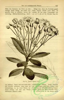 botanical-22456 - black-and-white 049-drymis winteri