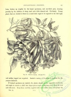 botanical-22495 - black-and-white 032-bignonia venusta