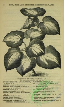 botanical-22612 - black-and-white 032-micropiper excelsum aureo-pictum