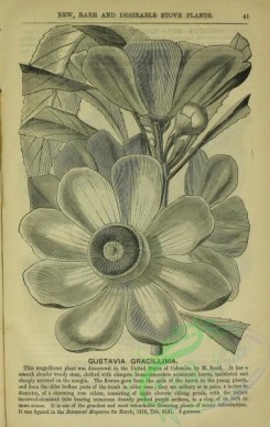 botanical-22669 - black-and-white 032-gustavia gracillima