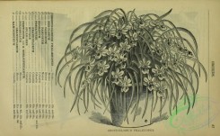 botanical-22686 - black-and-white 049-odontoglossum phalaenopsis