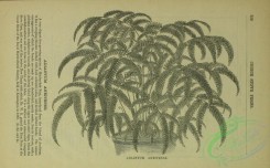 botanical-22750 - black-and-white 049-adiantum aneitense
