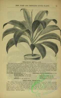 botanical-22788 - black-and-white 032-dracaena metallica