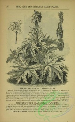 botanical-22805 - black-and-white 049-rheum palmatum tanghuticum