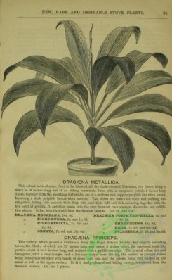 botanical-22847 - black-and-white 032-dracaena metallica