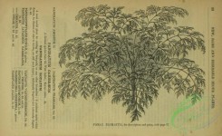 botanical-22921 - black-and-white 032-panax plumatum