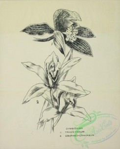 botanical-23070 - black-and-white 032-cymbidium traceyanum, cymbidium eburneo-lowianum