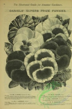 botanical-23094 - black-and-white 005-Pansies