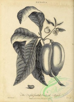 botanical-23153 - black-and-white 032-Trifid Fruited Custard Apple