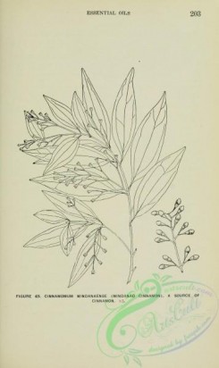 botanical-23211 - black-and-white 032-cinnamomum mindanaense