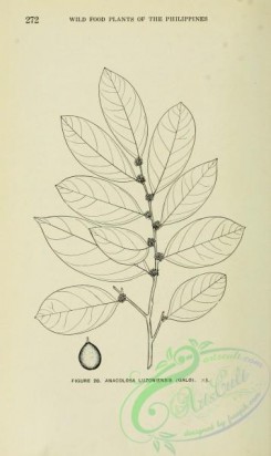 botanical-23228 - black-and-white 049-anacolosa luzoniensis