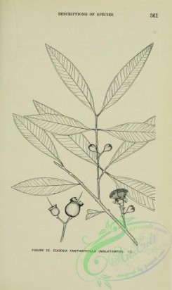 botanical-23271 - black-and-white 092-eugenia xanthophylla