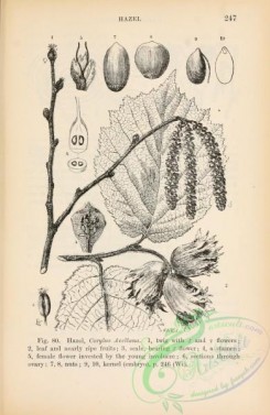 botanical-23423 - black-and-white 032-Hazel, corylus avellana